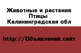 Животные и растения Птицы. Калининградская обл.